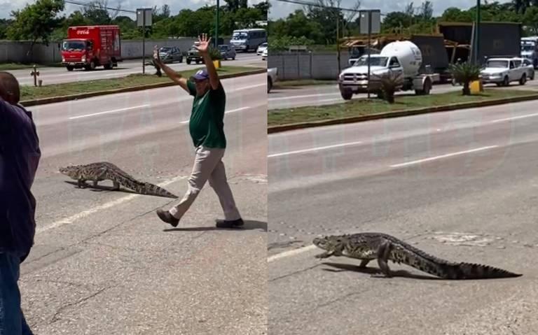 Se Disparan Reportes De Cocodrilos En Calles De Altamira La Red De