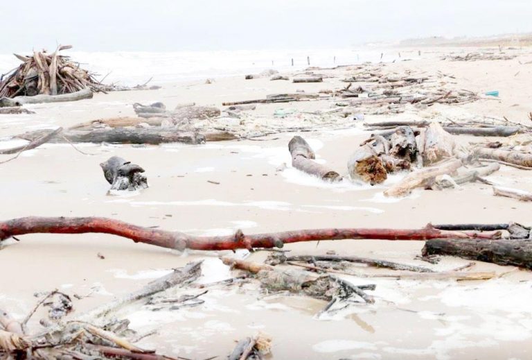 1 basura_playa_miramar-playa_madero-milenio_noticias_MILIMA20160901_0267_3