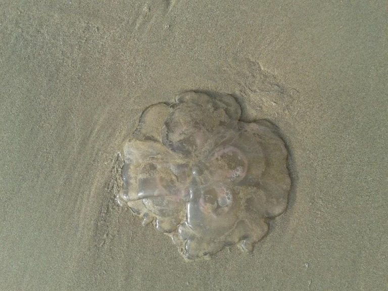 2 medusas
