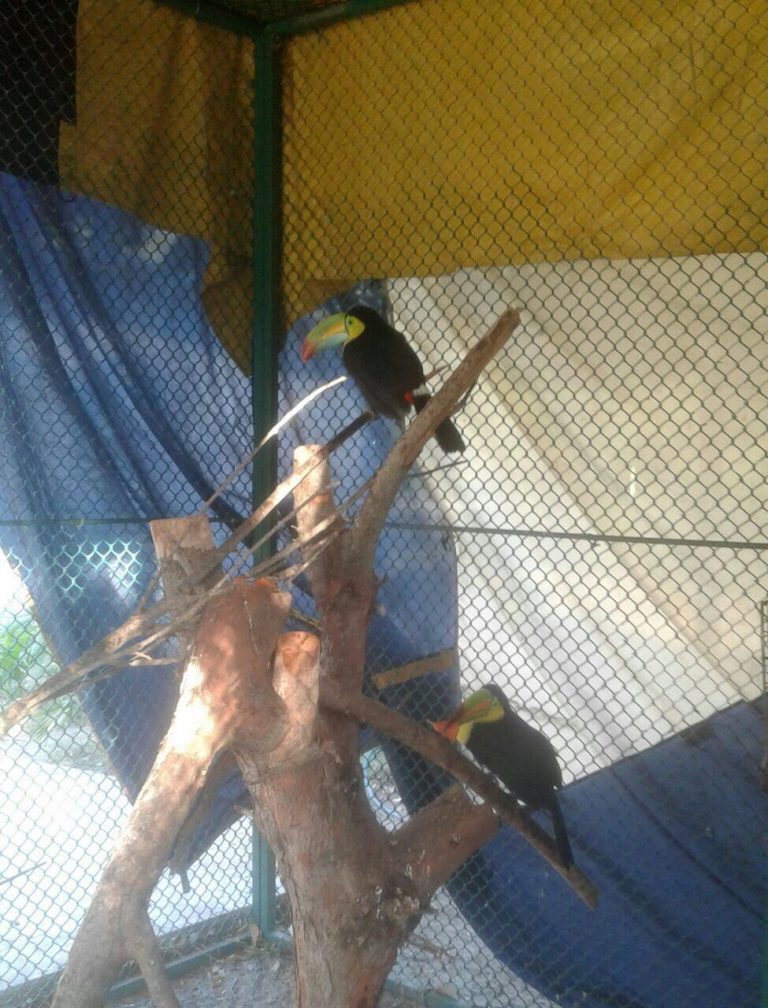 2 tucan