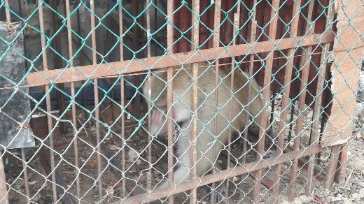 2 MANDRIL - copia