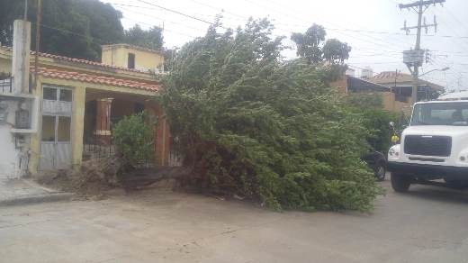 Prohibirá Ecología plantar “ficus” y “trueno” – LA RED DE ALTAMIRA