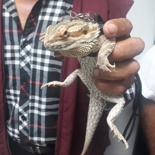 2 DRAGON - copia