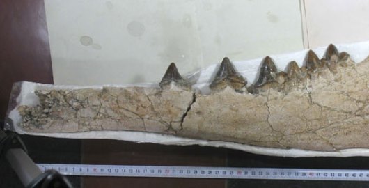 ballena prehistorica
