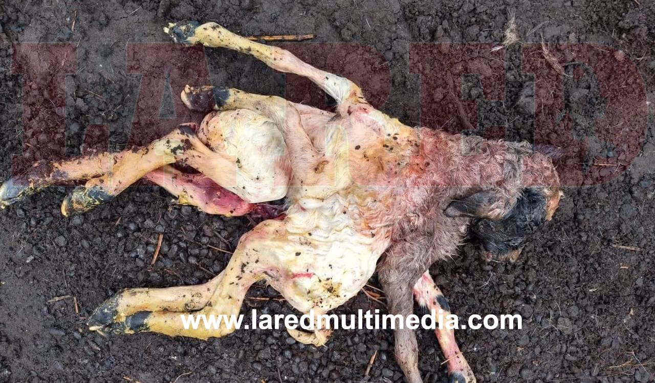 1 Alarma por presunt