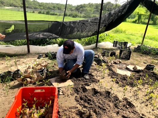 2 REFORESTA - copia
