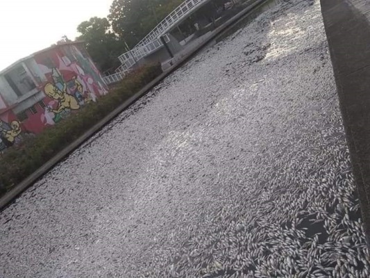 1 PECES HOY - copia
