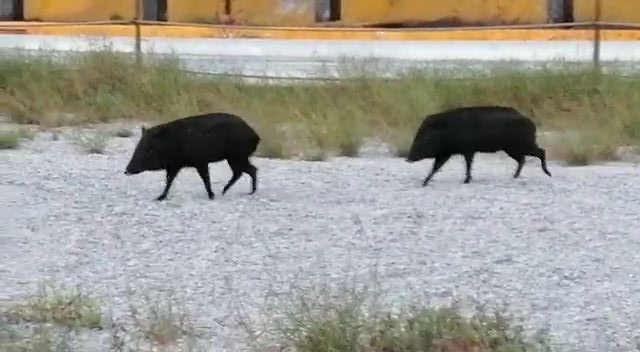 1 INVADEN - copia