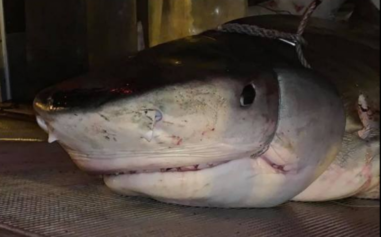 tiburon-cazado-hacerle-autopsia-descubrio_0_9_803_499