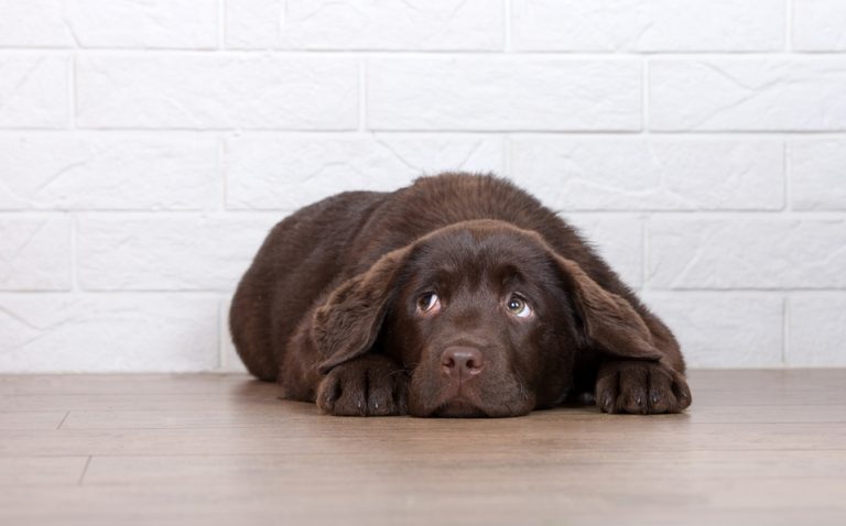 perritos-suelen-sufrir-fechas-fuerte_0_22_958_596