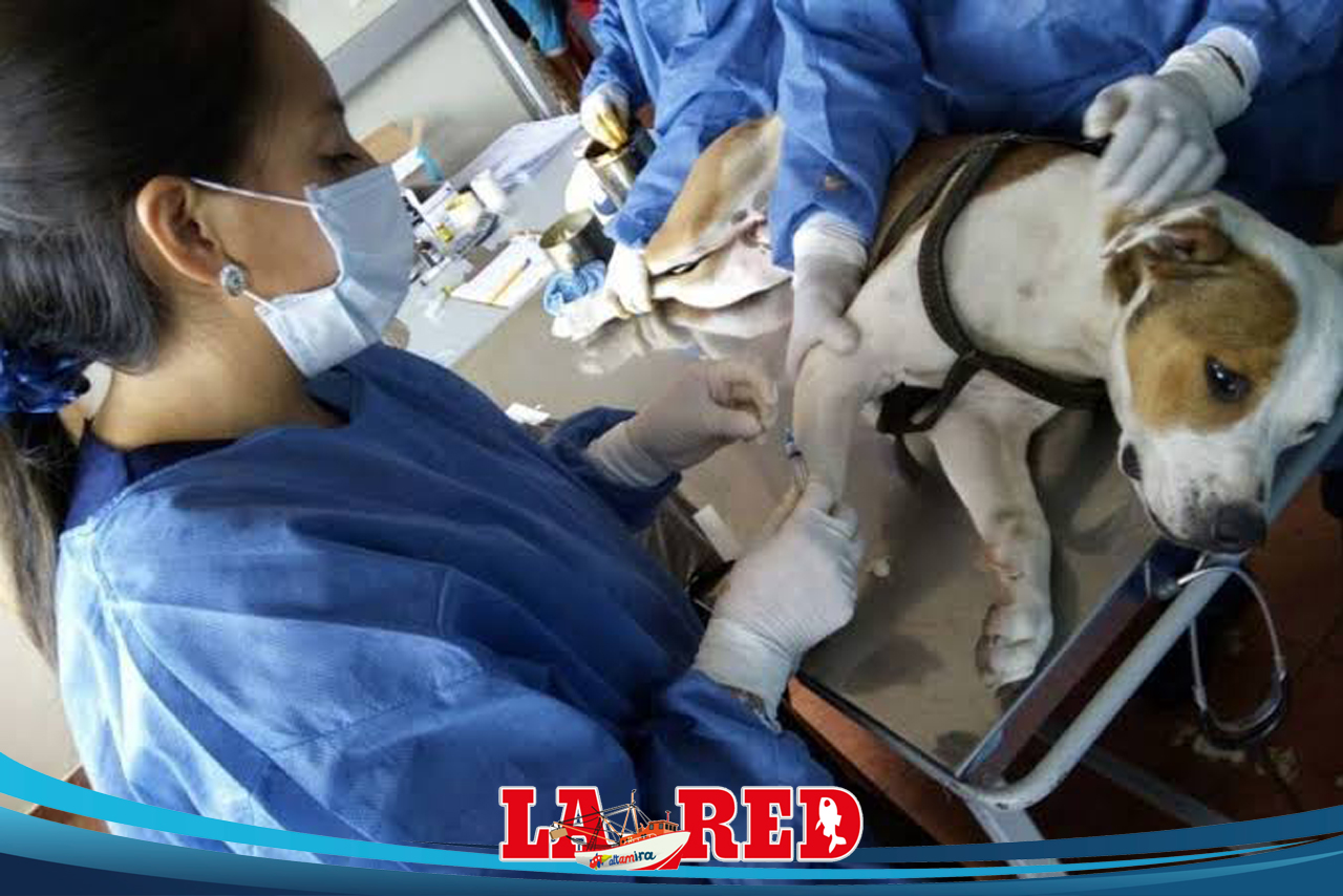 Contará Tampico con veterinaria municipal