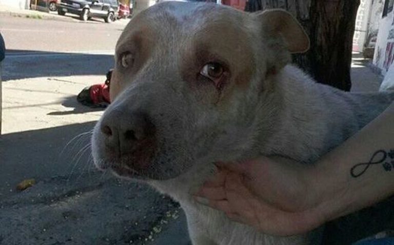 jacob-perrito-vive-sonora-facebook_0_375_540_336