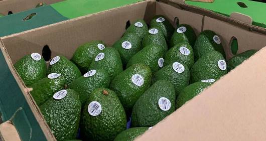 3 COPIA 6 Feb-Construirán en Laredo, Texas un centro de distribución de aguacate Hass - copia