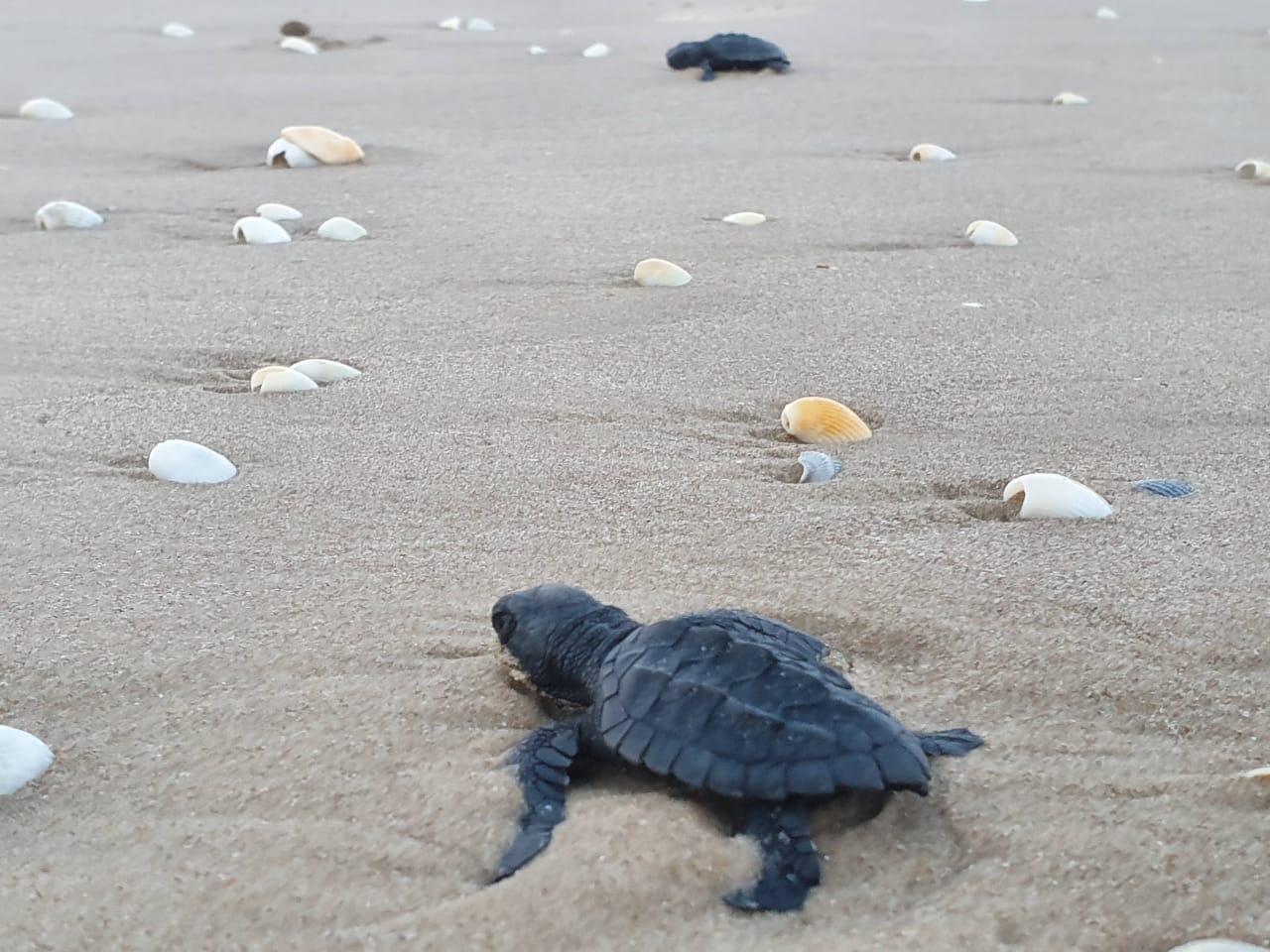 4 SDU-042-2020.-Gobierno de Tamaulipas da protección a Tortugas Marinas (2)