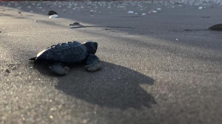 3 Concientiza Gobierno de Tamaulipas sobre importancia de las tortugas marinas (1)