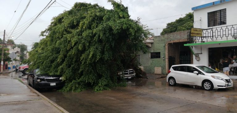 3 arboles
