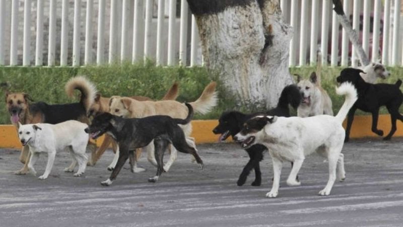 3 La pandemia por el