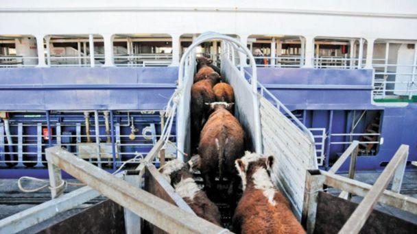 3 Sostiene primicia sector ganadero en exportación