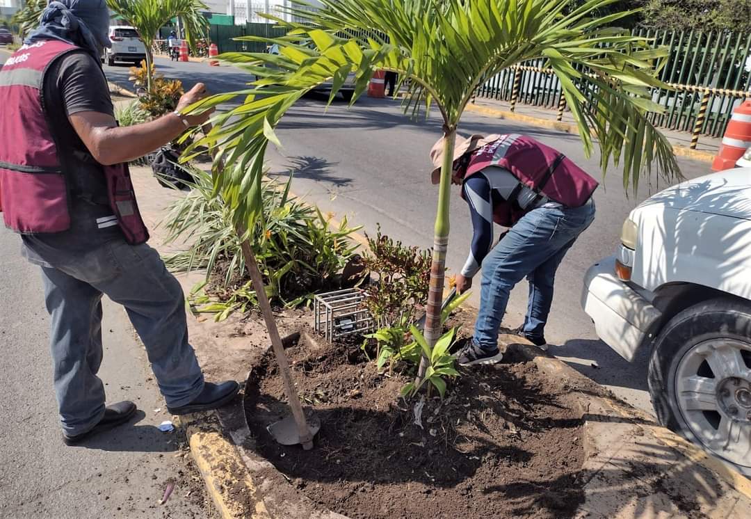 3 REFORESTACION