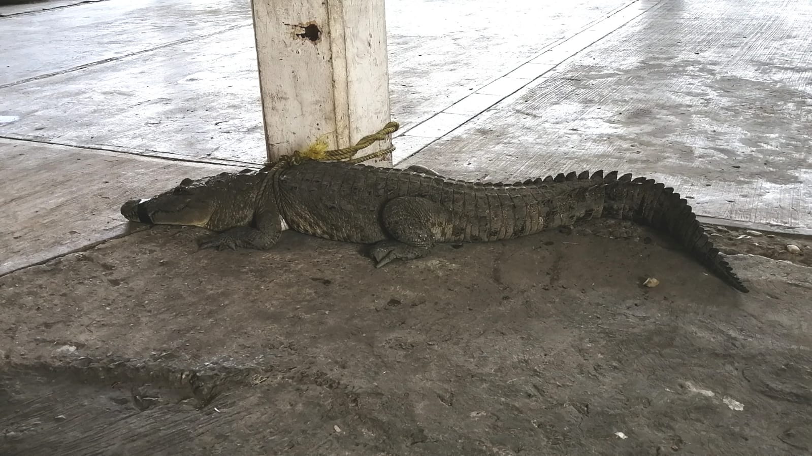 2 Cocodrilo