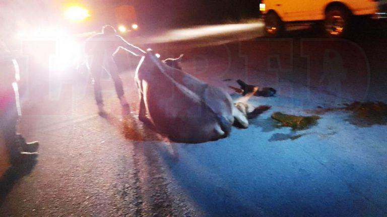 VACAS