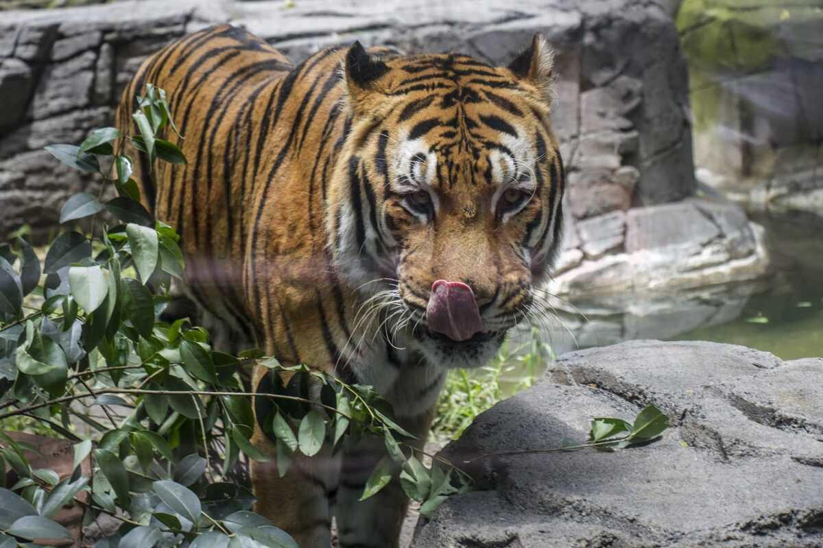 2 ZOOLOGICO