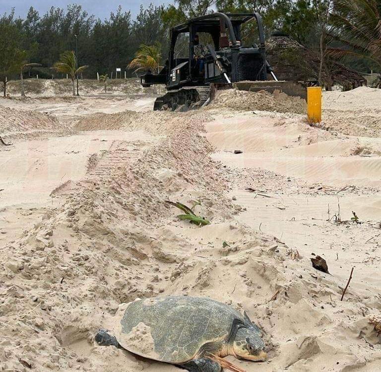3 Tortugas