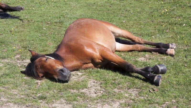 4 CABALLOS