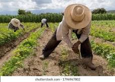 3 AGRICULTORES