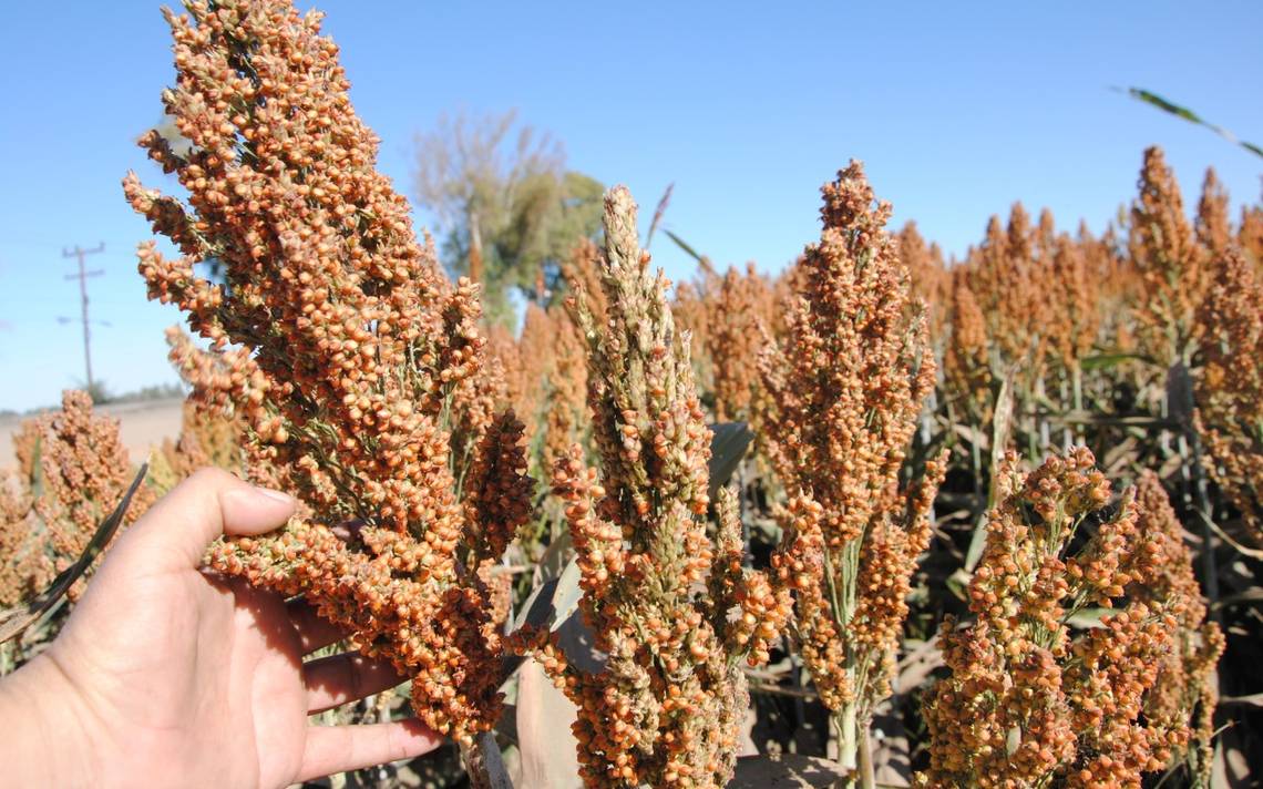 1 sorgo