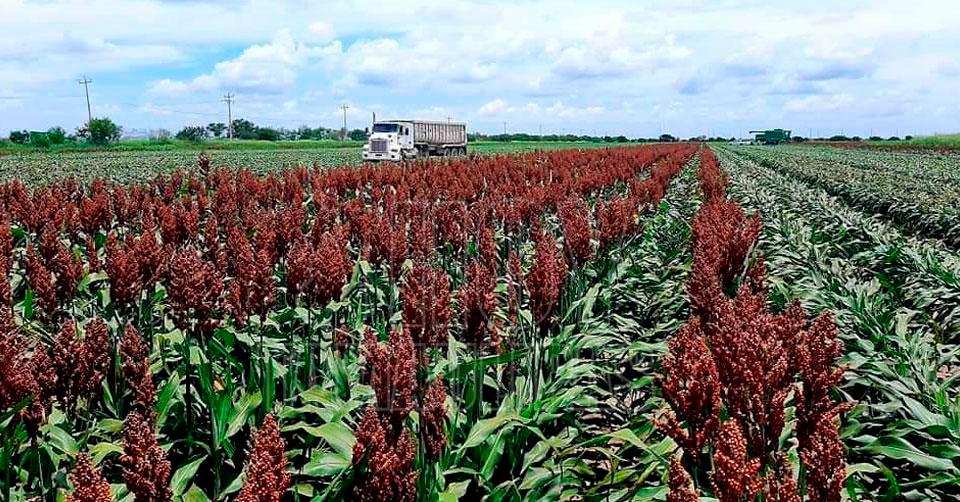 1 sorgo