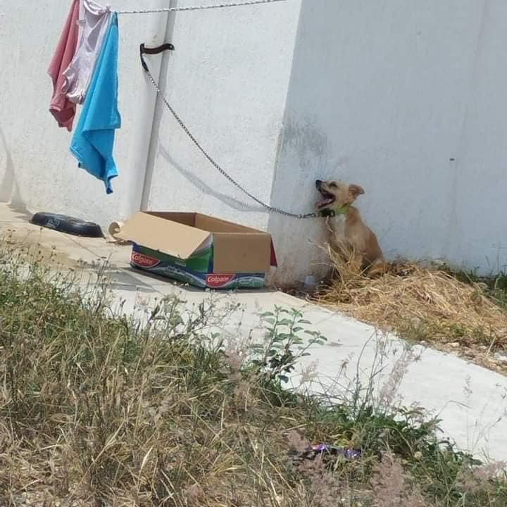 2 GOLPEMASCOTAS