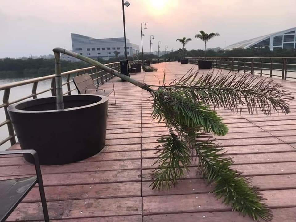 2 Podría comparecer