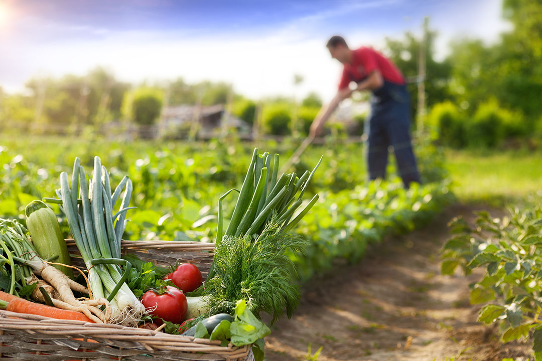 3 agricultura-sostenible