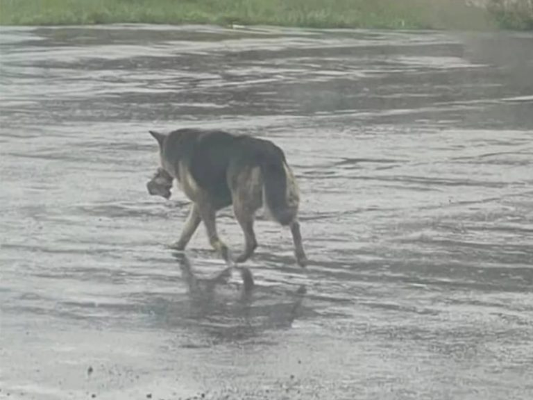 Nikki, la perrita que vagó semanas con un peluche tras la muerte de su amo