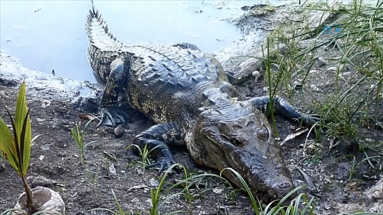 2 Cocodrilos