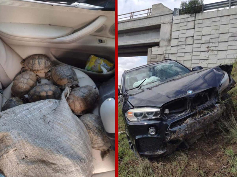 Incautan 250 tortugas tras accidente de camioneta en Veracruz