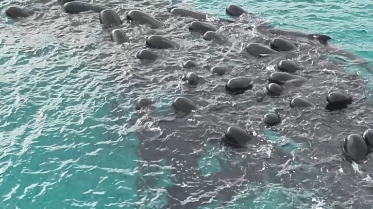 Sacrifican-43-ballenas