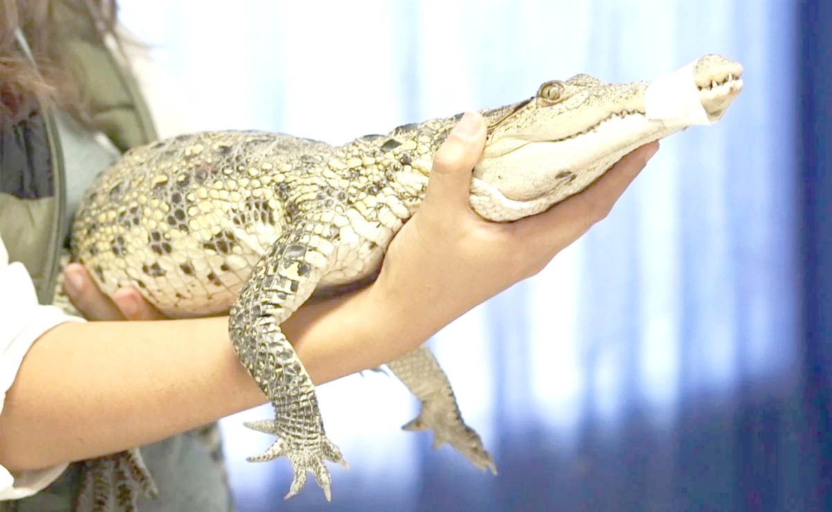 2 MASCOTAS
