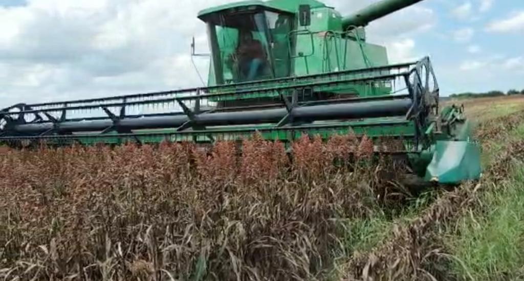 3 Sorgo