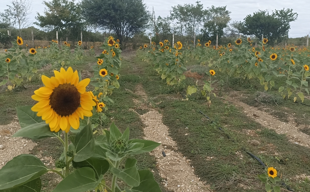 2 GIRASOLES
