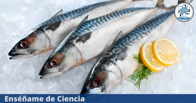 1 PESCADO