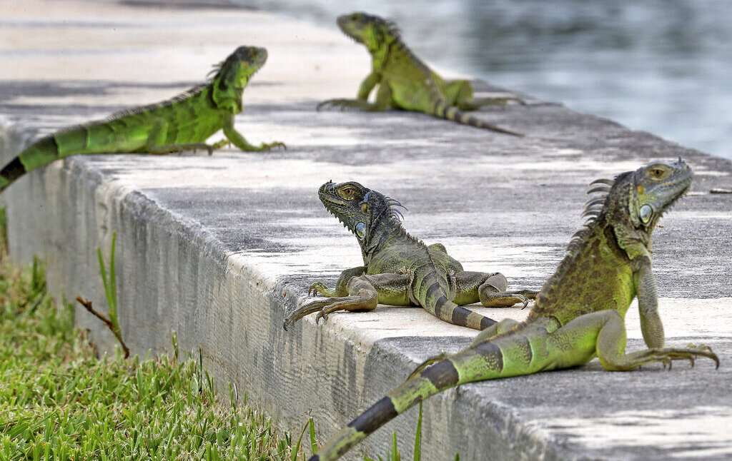 Killing Iguanas