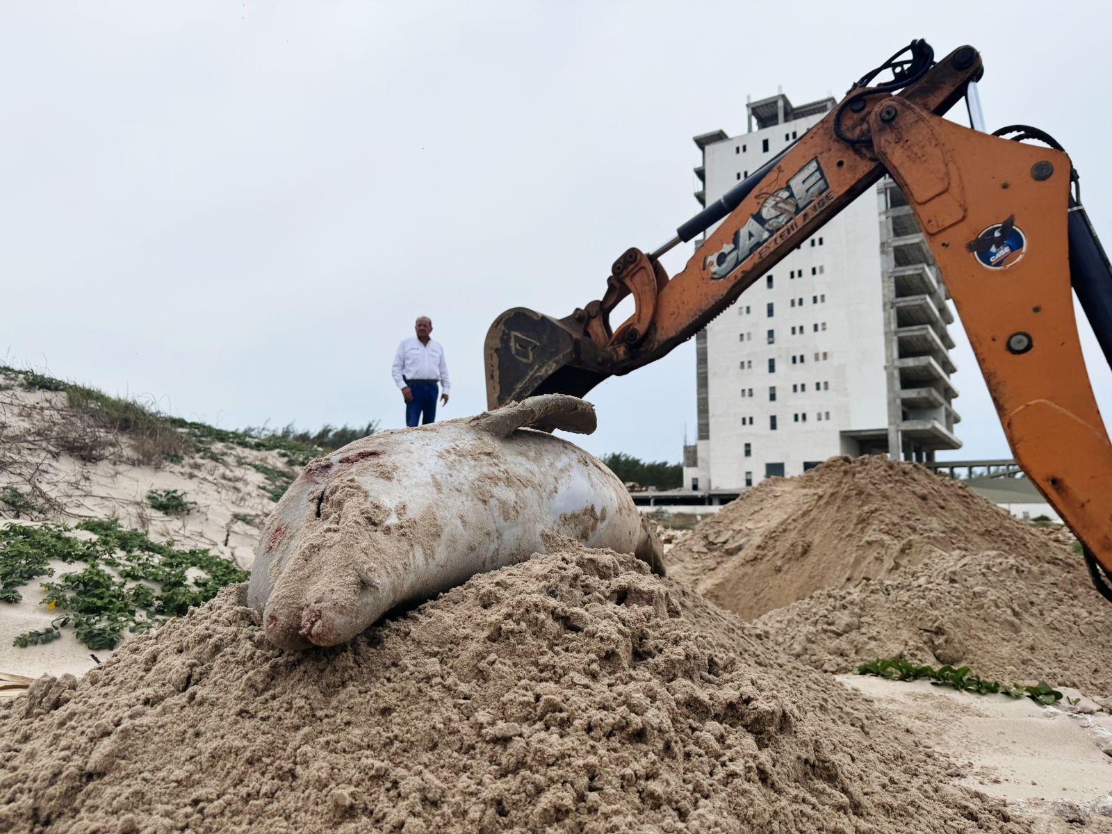 2 Delfín muere