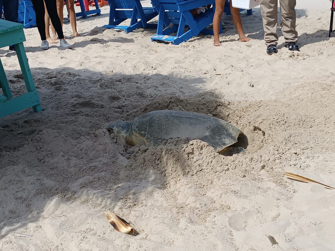 3 Tortugas