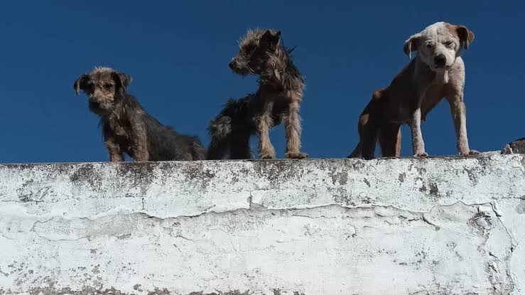 3 Multas y cárcel