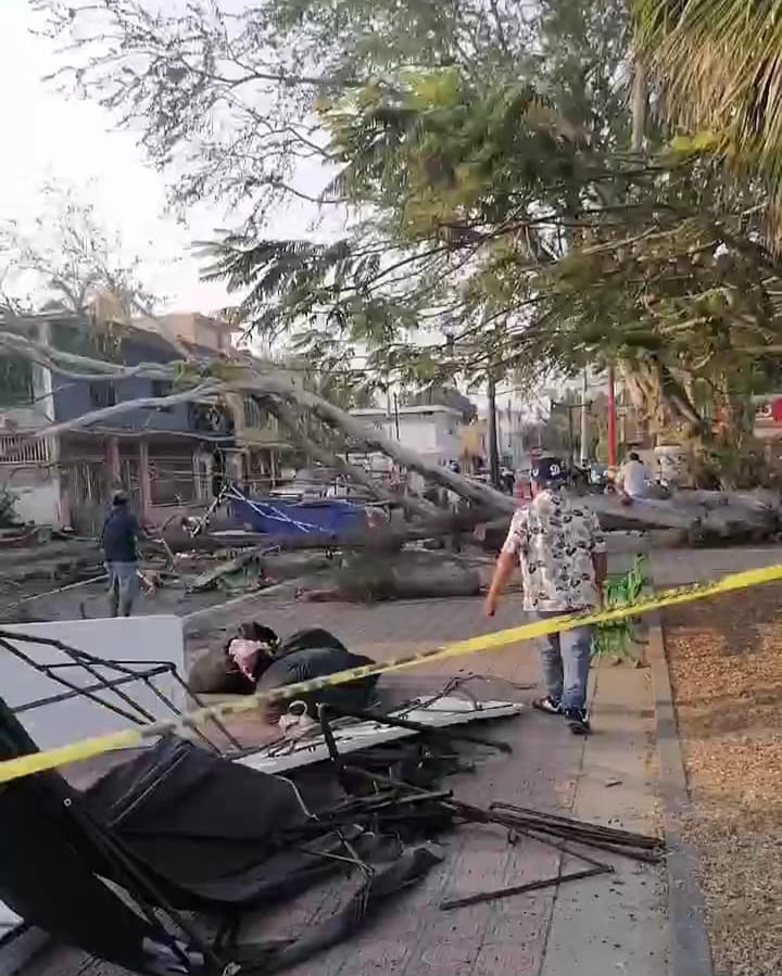 3 Árbol cae