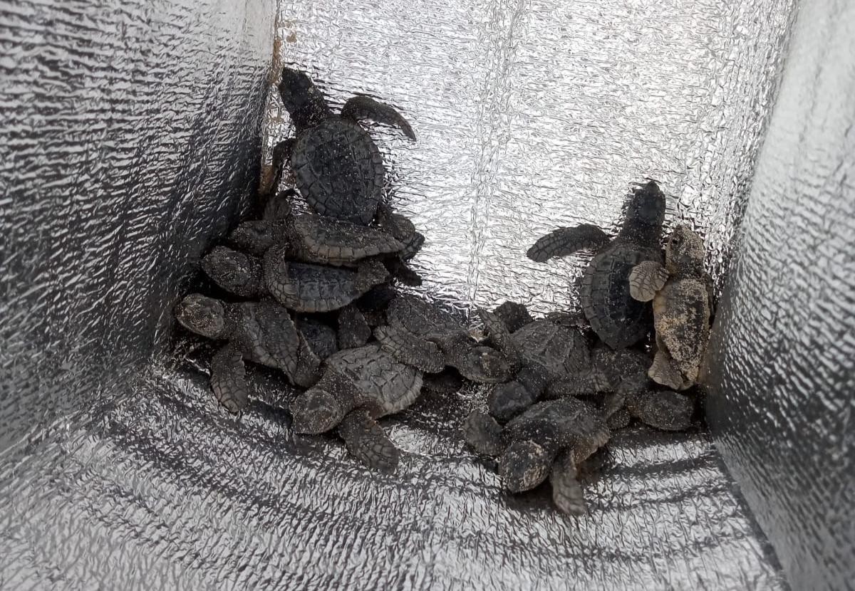 3 Tortugas