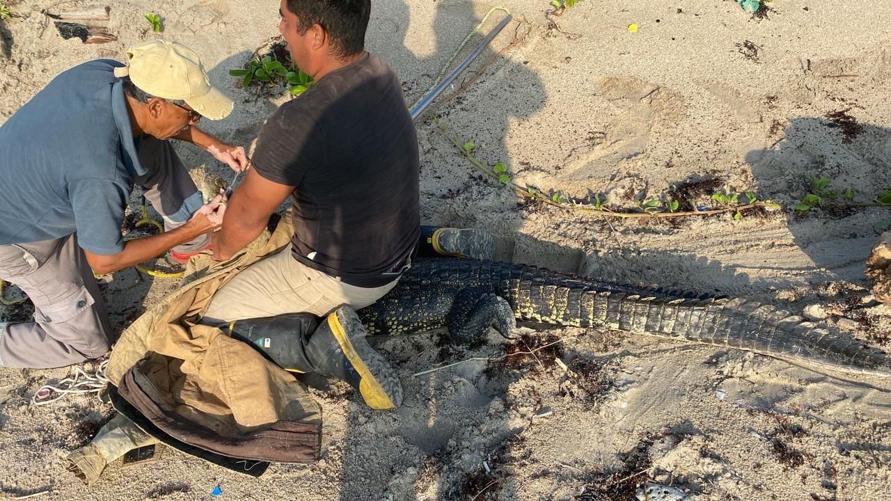 2 Capturan a cocodrilo