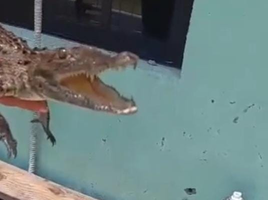 3 Cocodrilo